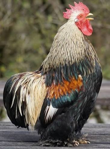 rooster 3t4