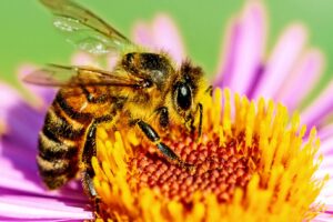 Preparing Our Pennsylvania Homestead: Bees, Chickens, and Rabbits—Oh My!